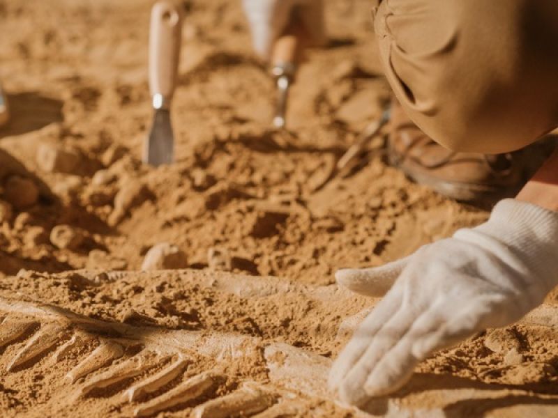 case heritage studies course